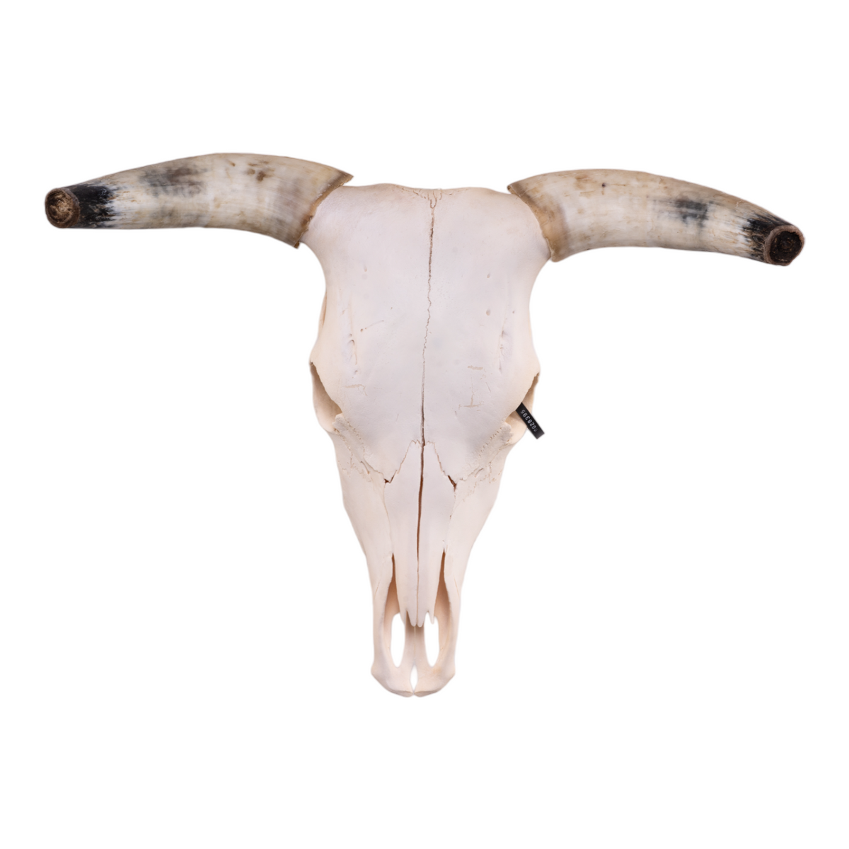 Real Longhorn Skull — Skulls Unlimited International, Inc.