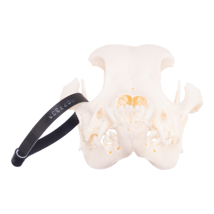 Real Domestic Dog Skull - Boxer