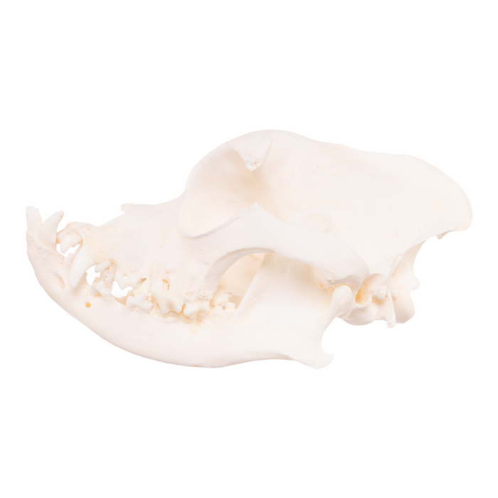 Real Domestic Dog Skull - Boxer