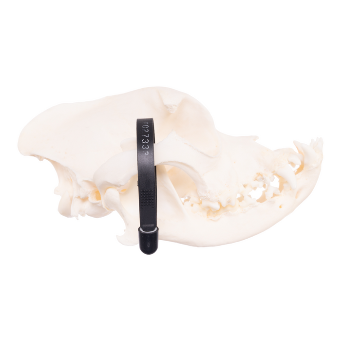Real Domestic Dog Skull - Boxer