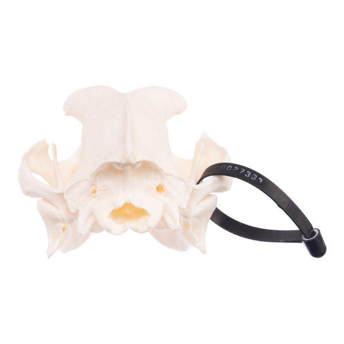 Real Domestic Dog Skull - Boxer