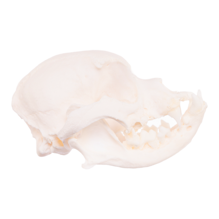 Real Domestic Dog Skull - Boston Terrier
