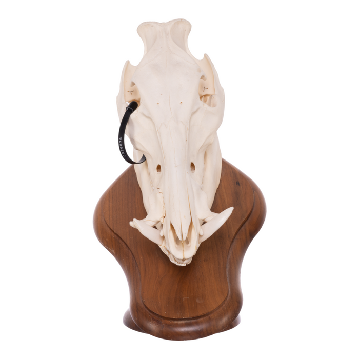 Real Domestic Pig Skull On Plaque