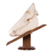 Real Domestic Pig Skull On Plaque
