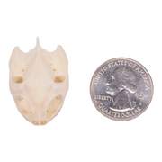 Real River Cooter Skull