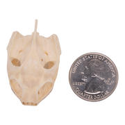 Real River Cooter Skull