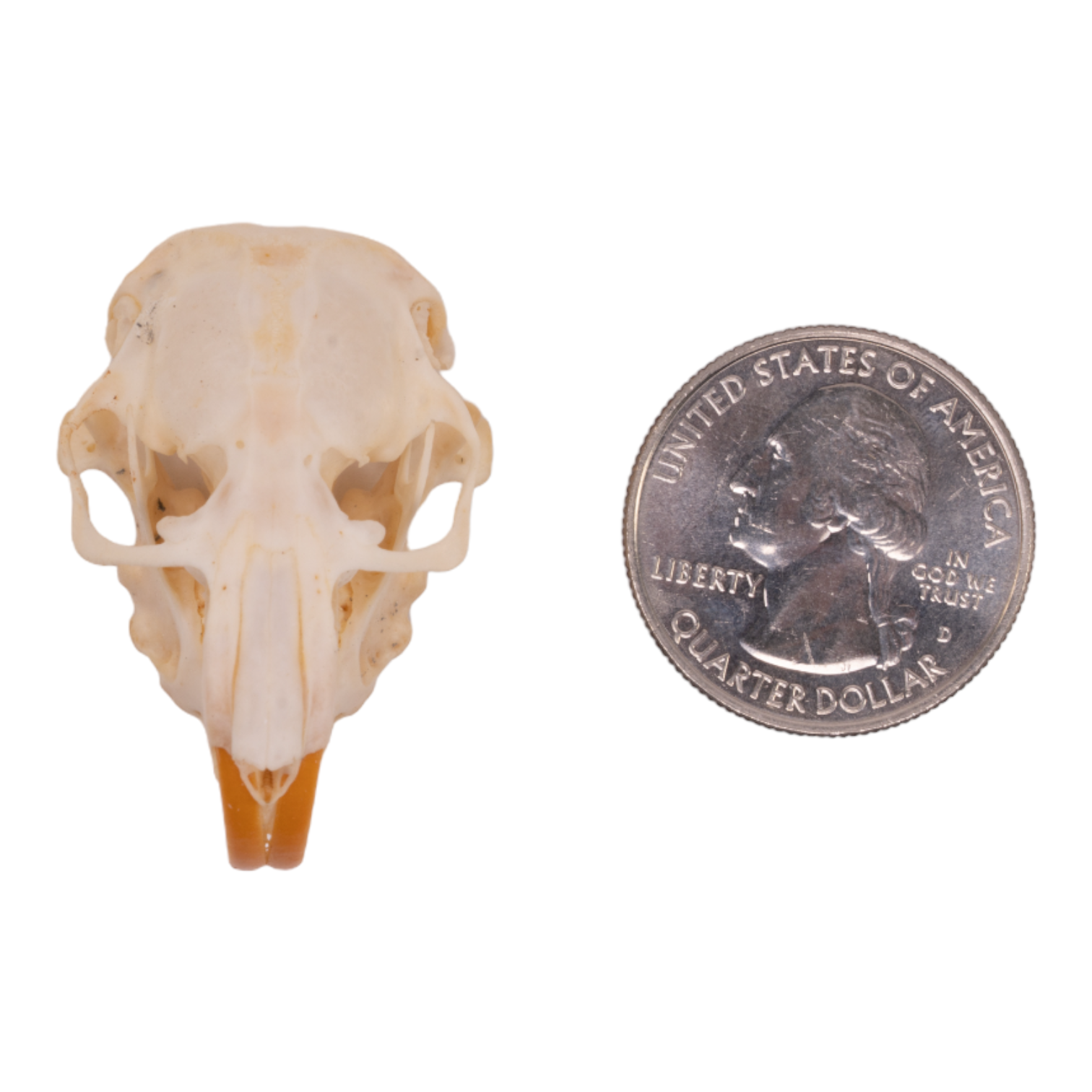 Real Botta's Pocket Gopher Skull For Sale — Skulls Unlimited