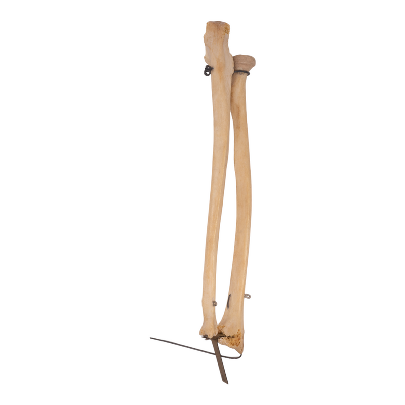 Real Human Ulna and Radius - Antique, Articulated