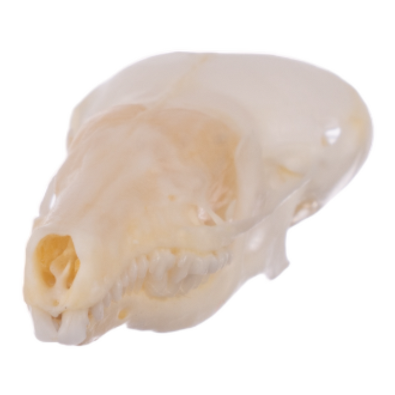 Real Broad-footed Mole Skull