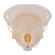 Real Broad-footed Mole Skull