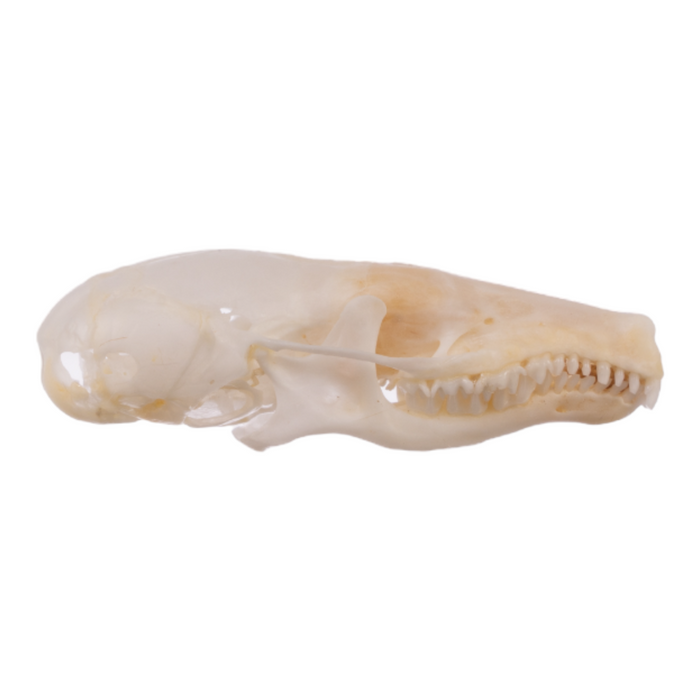 Real Broad-footed Mole Skull
