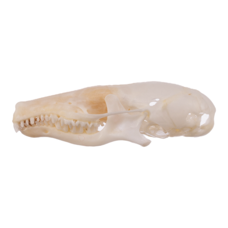 Real Broad-footed Mole Skull