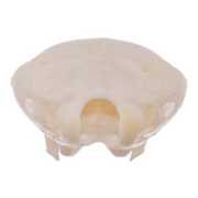 Real Broad-footed Mole Skull