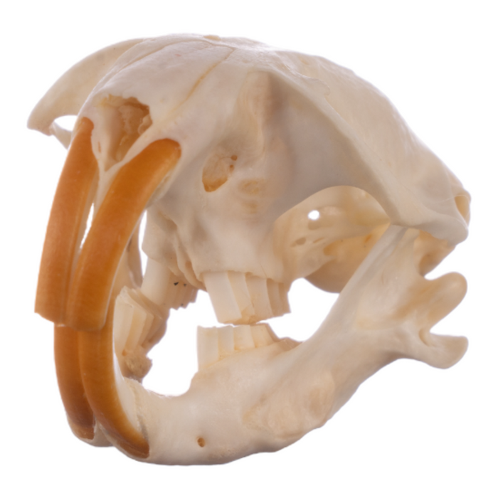 Real Botta's Pocket Gopher Skull
