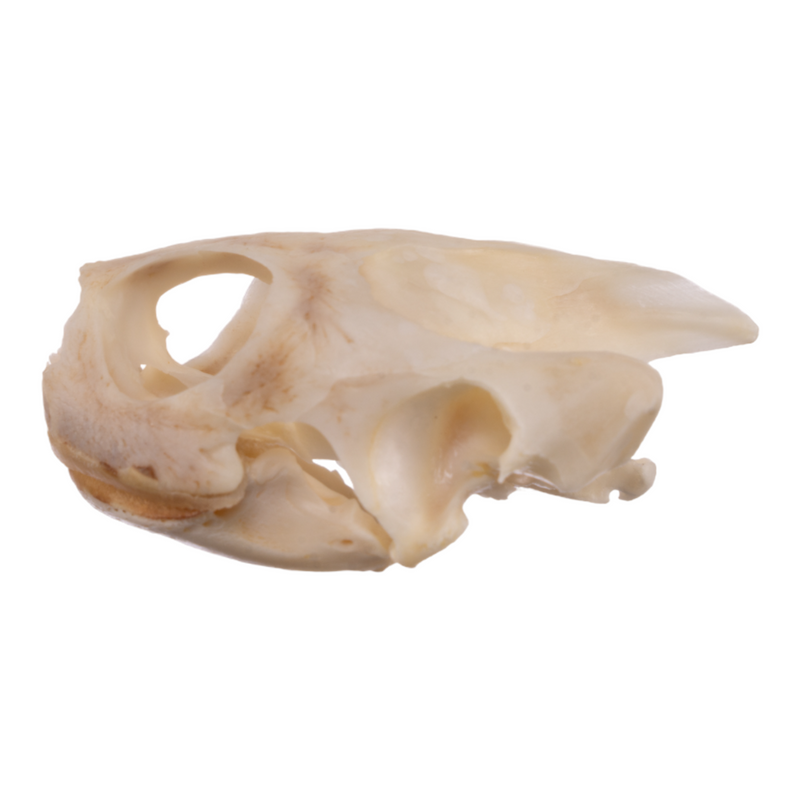 Real River Cooter Skull