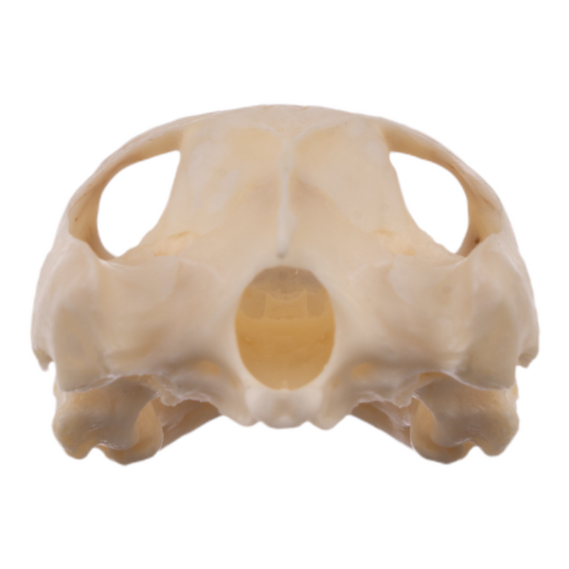 Real River Cooter Skull
