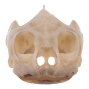 Real River Cooter Skull