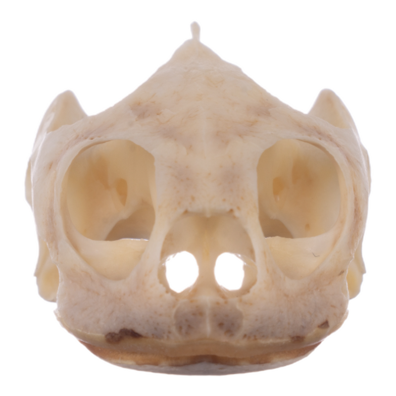 Real River Cooter Skull