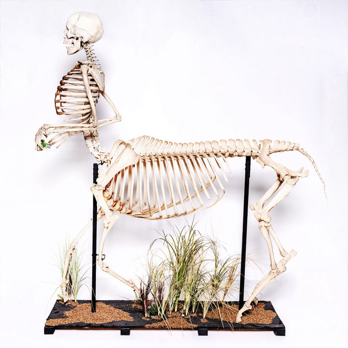 Real "Centaur" Skeleton