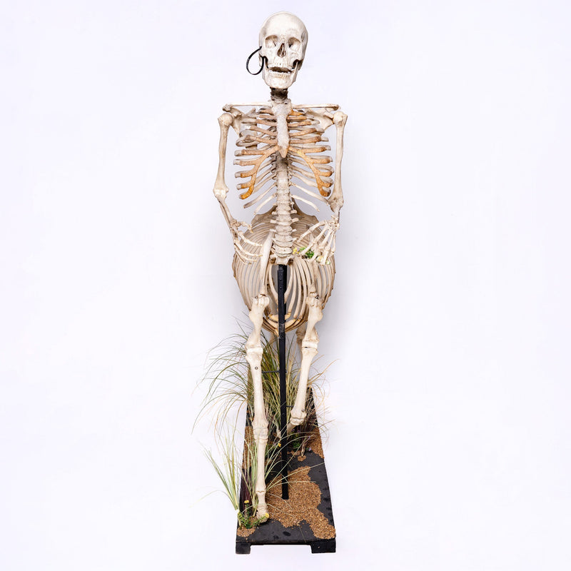 Real "Centaur" Skeleton