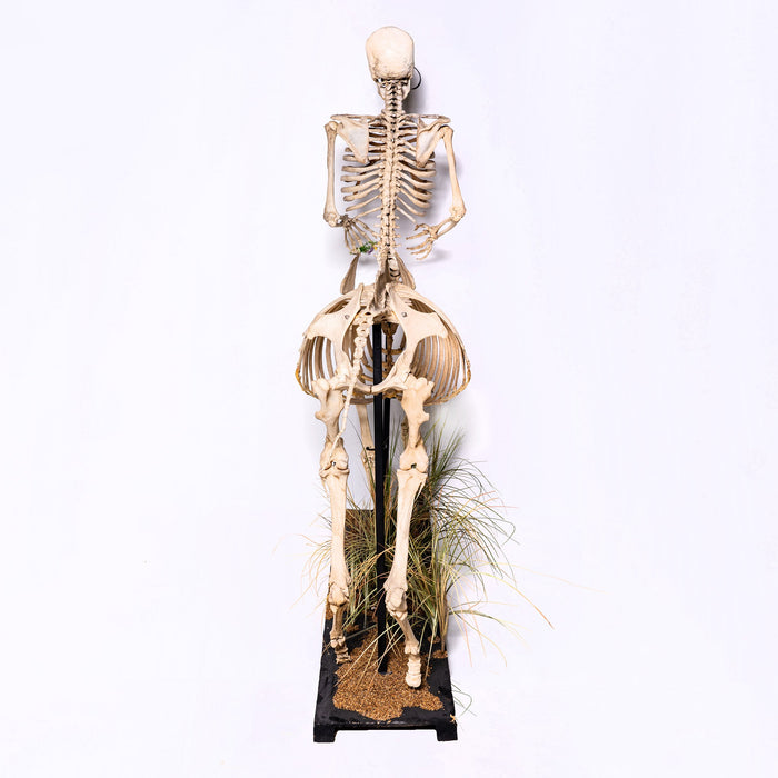 Real "Centaur" Skeleton