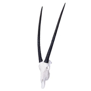 SKULLIES - Miniature Gemsbok Skull