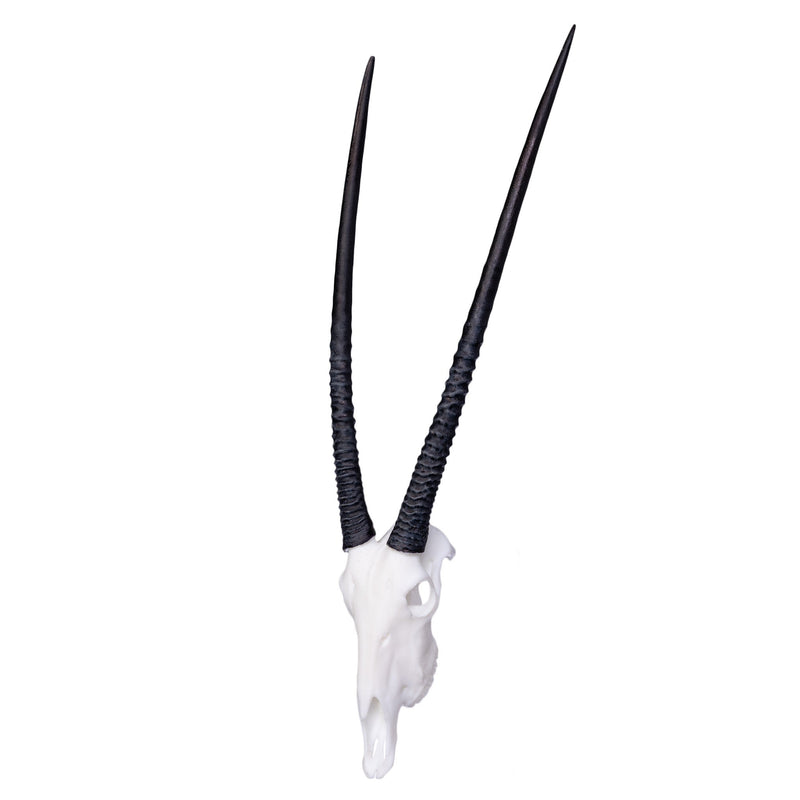 SKULLIES - Miniature Gemsbok Skull