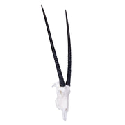 SKULLIES - Miniature Gemsbok Skull