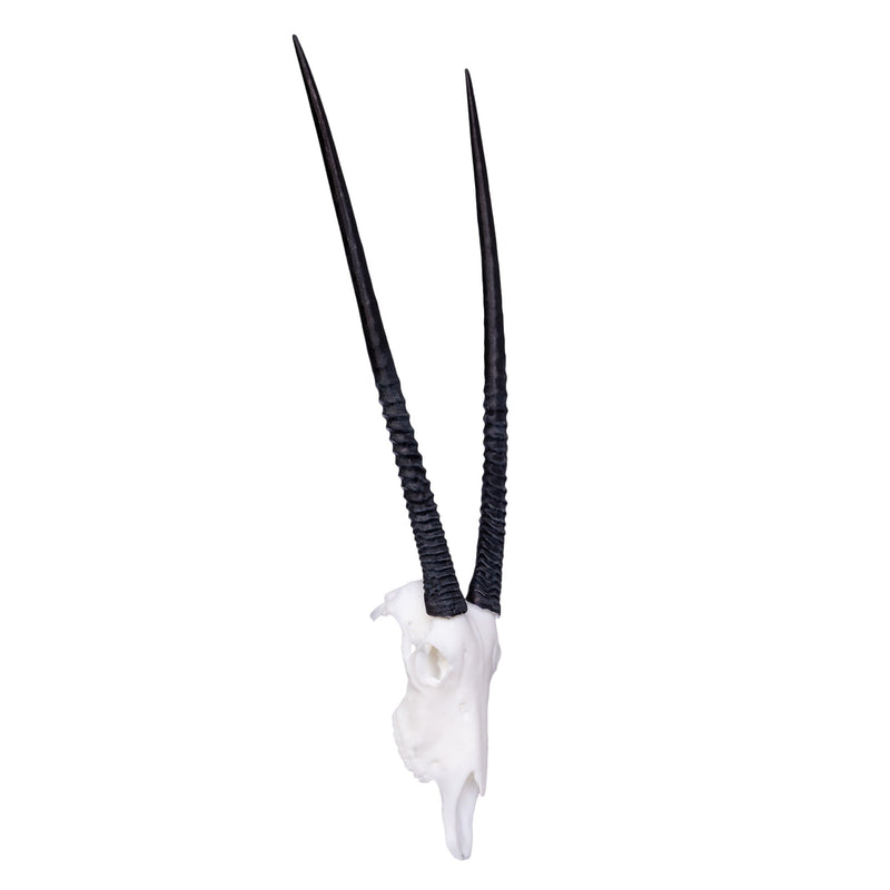 SKULLIES - Miniature Gemsbok Skull