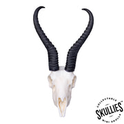SKULLIES - Miniature Springbok Skull