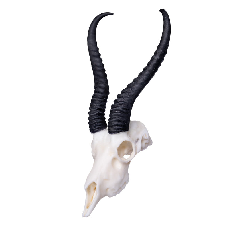 Springbok Complete Skeleton SKULLIES - Miniature Springbok Skull For Sale — Skulls Unlimited ...