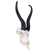 SKULLIES - Miniature Springbok Skull