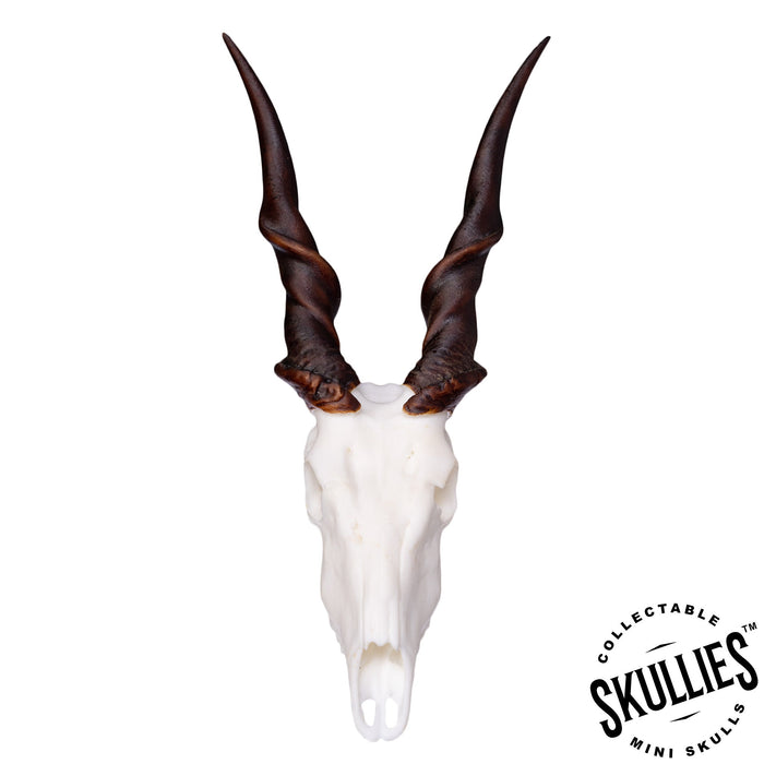 SKULLIES - Miniature Eland Skull (1/6th)