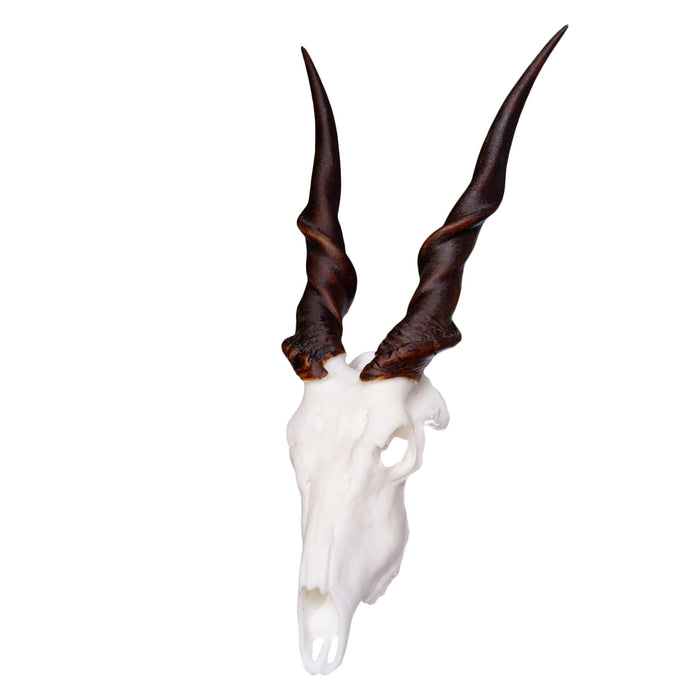 SKULLIES - Miniature Eland Skull