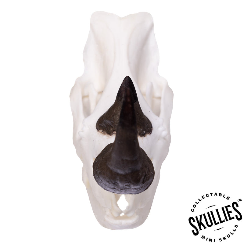 SKULLIES - Miniature Rhino Skull