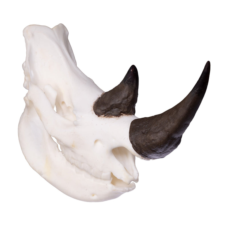 SKULLIES - Miniature Rhino Skull