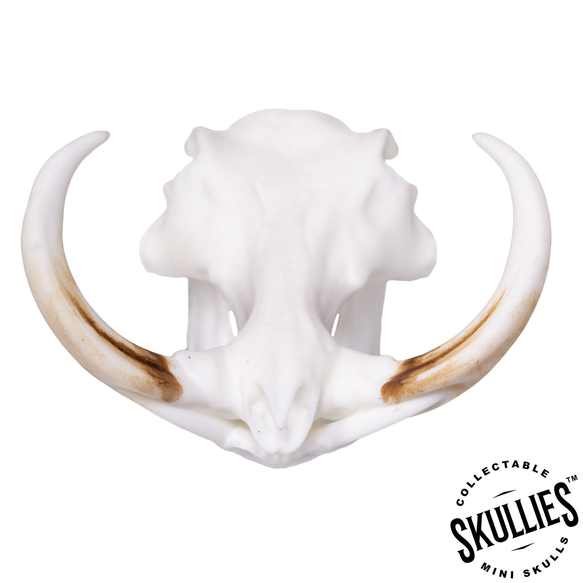 SKULLIES Miniature Warthog Skull (1/6th) — Skulls Unlimited