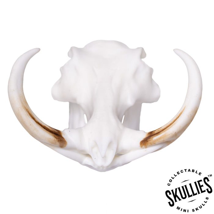 SKULLIES - Miniature Warthog Skull (1/6th)