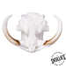 SKULLIES - Miniature Warthog Skull