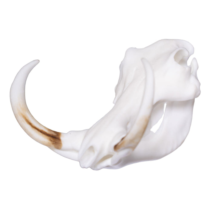 SKULLIES - Miniature Warthog Skull