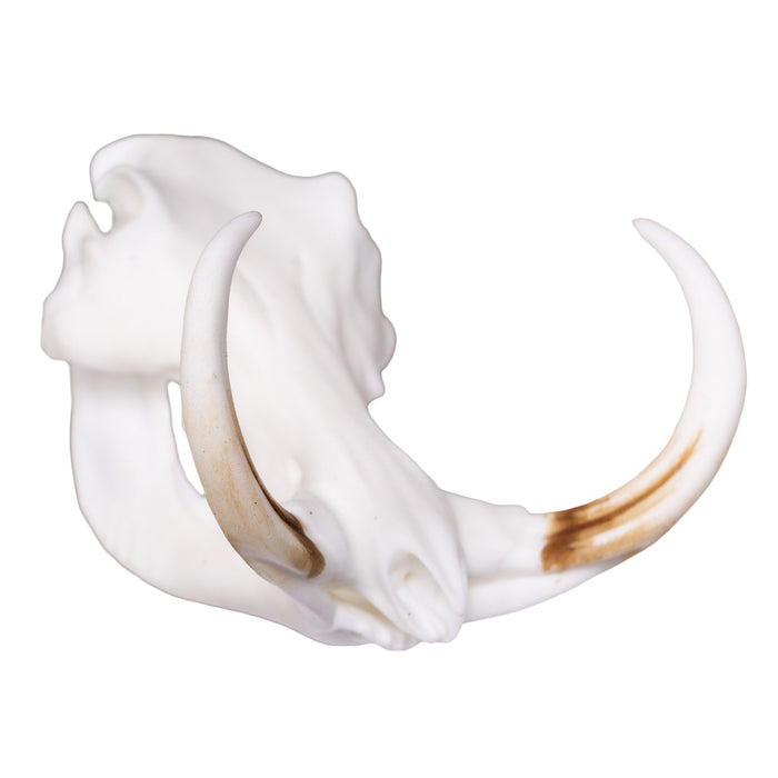 SKULLIES - Miniature Warthog Skull