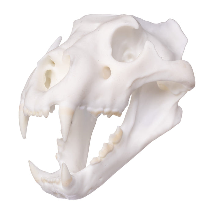 SKULLIES - Miniature Lion Skull (1/6th)