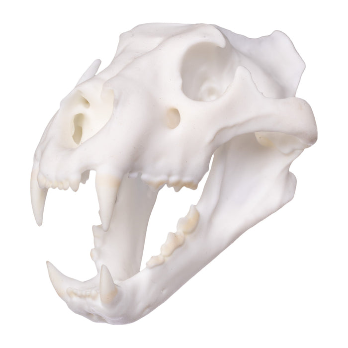 SKULLIES - Miniature Lion Skull