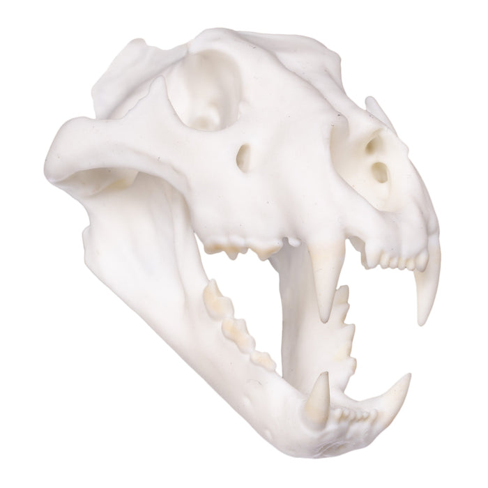 SKULLIES - Miniature Lion Skull (1/6th)