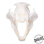 SKULLIES - Miniature Leopard Skull