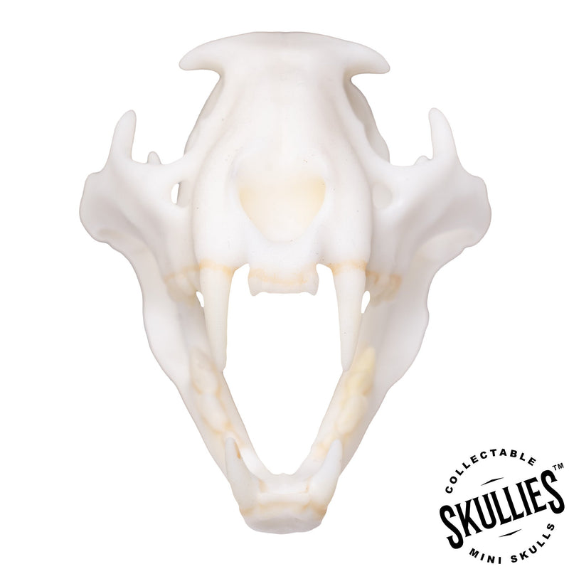SKULLIES - Miniature Leopard Skull