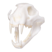 SKULLIES - Miniature Leopard Skull