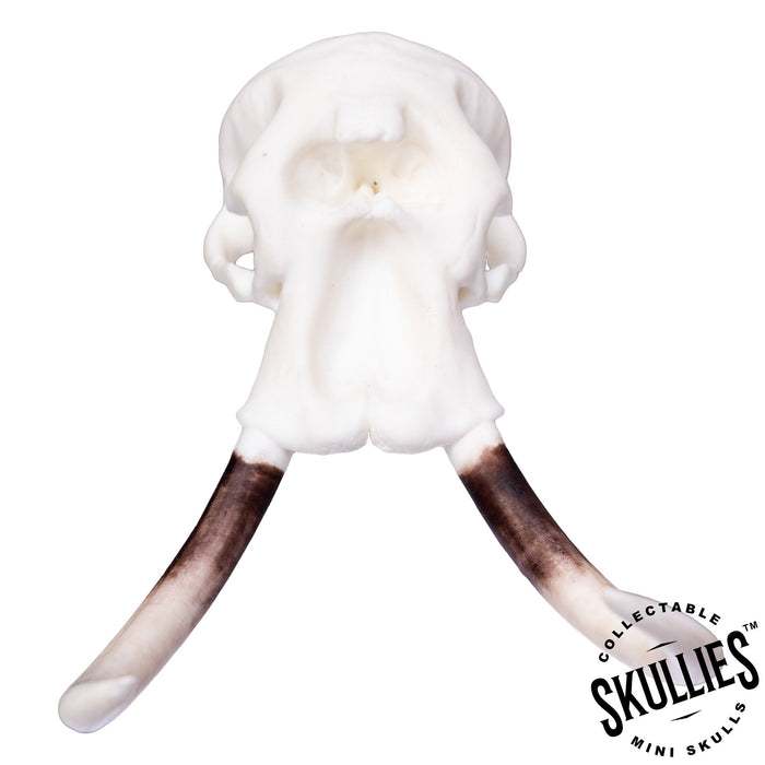SKULLIES - Miniature Elephant Skull (1/6th)