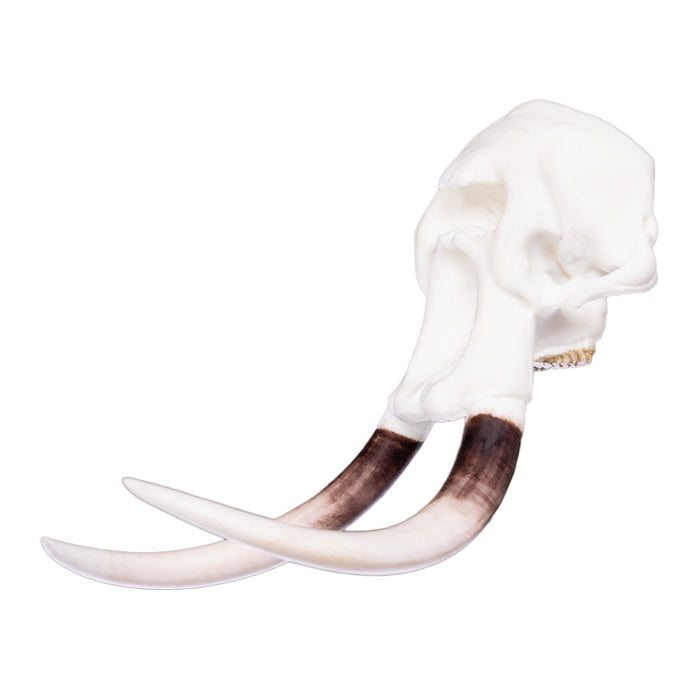 SKULLIES Miniature Elephant Skull For Sale — Skulls Unlimited