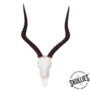 SKULLIES - Miniature Impala Skull